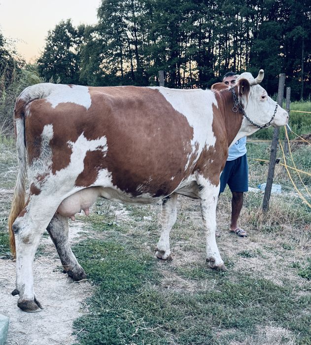Vaca gestanta Baltata