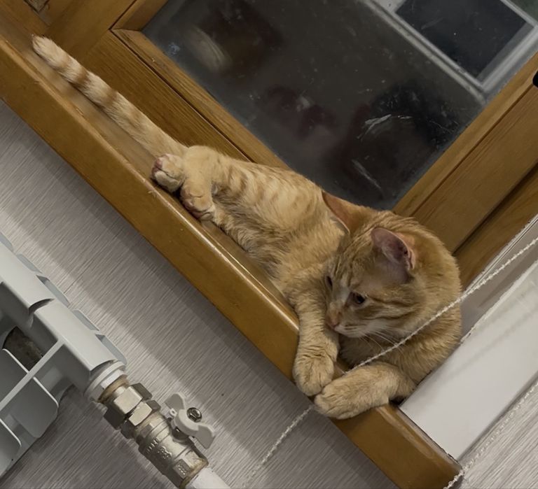 Молодой котик в добрые  руки ( кастрирован )