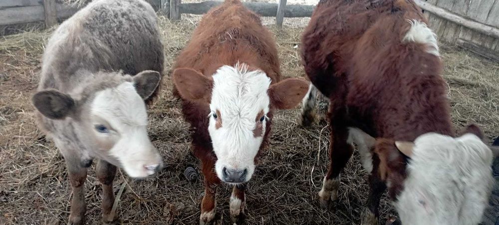 продам трех бычков