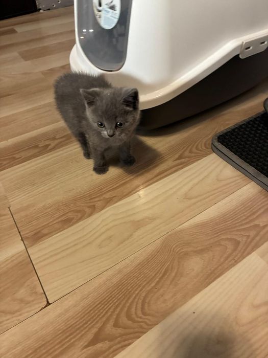 Vanz pui  british shorthair