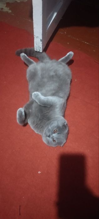 Nar mushuk vyazkaga tayyor kelishilgan holda