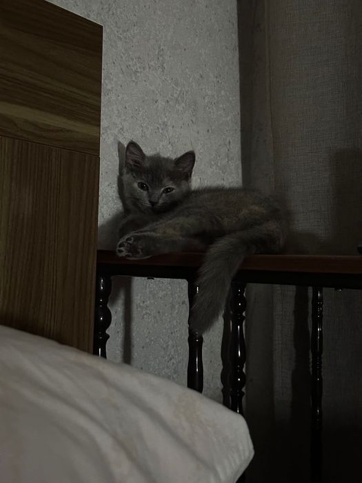 Британская кошка