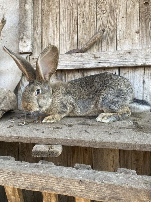 Iepuri de vanzare UG