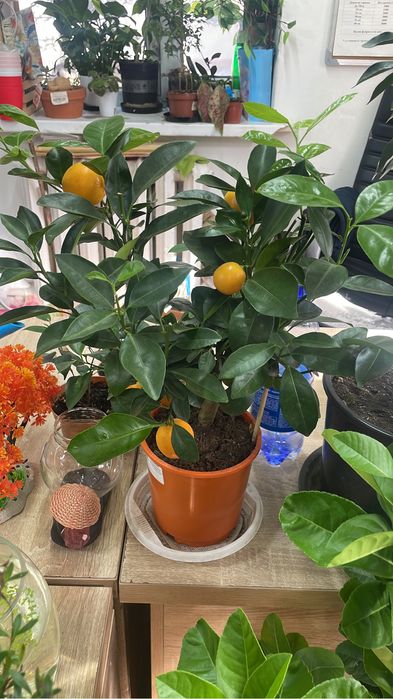 Цитрусы на выбор