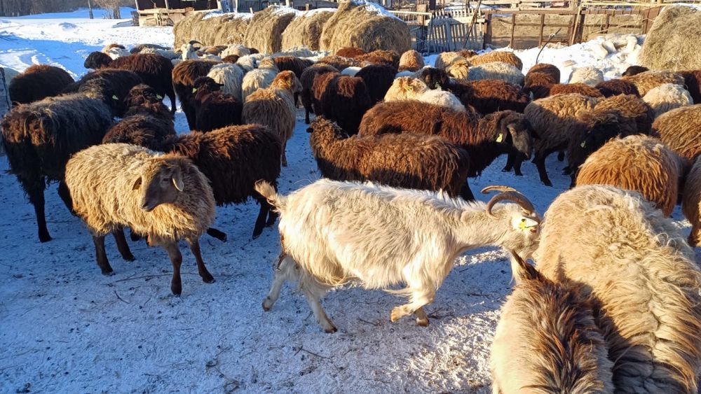 Қойлар мен ешкілер