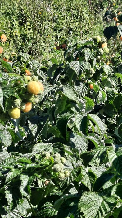 Vanzari drajoni zmeura