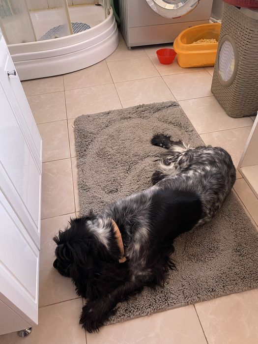 Продам щенков дешево