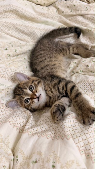 Котенок девочка отдам бесплатно
