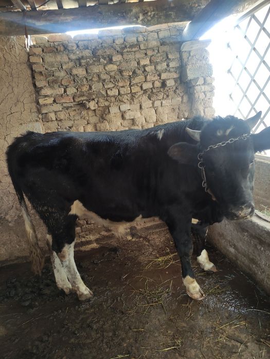 Vdbdvgʻlavv kskcscs