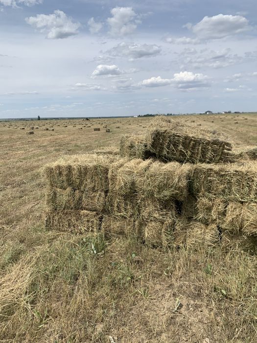 Продам сено летний покос