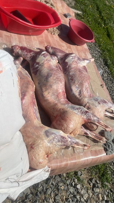 қойлар сатылады