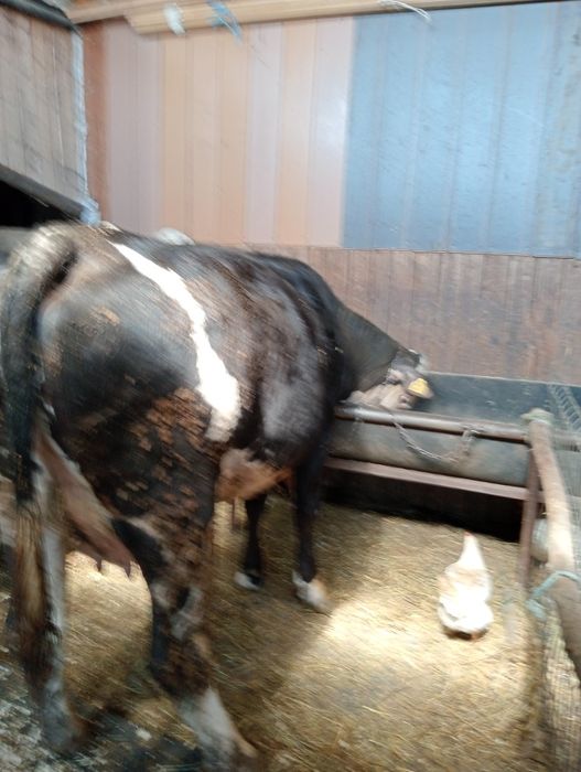 Vînd junică la prima fătare cu 16 litri de lapte la zi