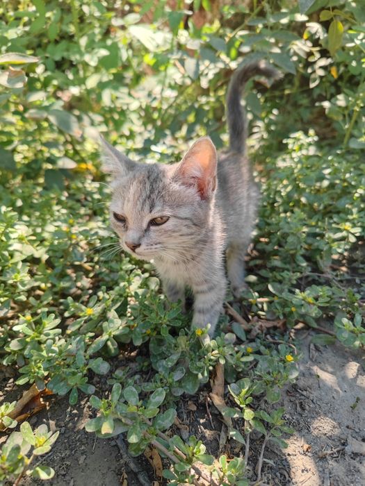 Отдам в добрые руки