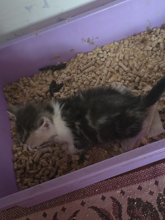 Отдам котят в добрые руки