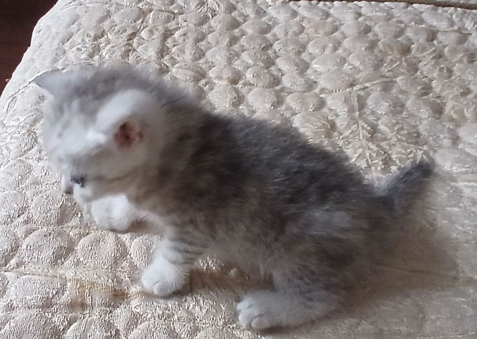 Котята вислоухие, британские