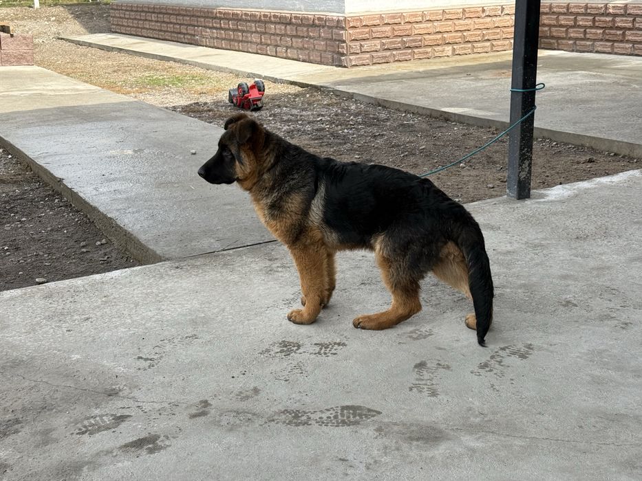 Щенок немецкая овчарка