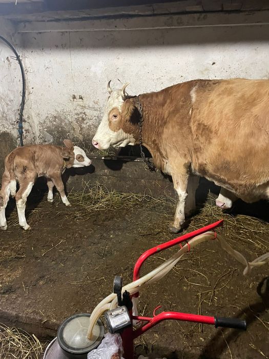 Vând vacă cu vițică