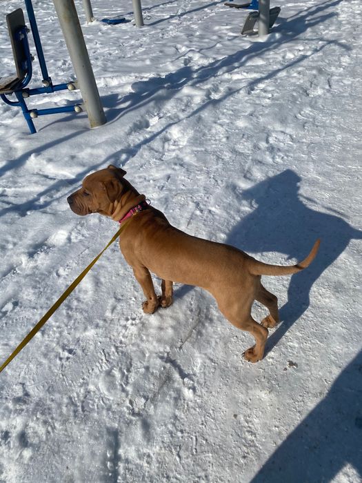 Шарпей, с родословной