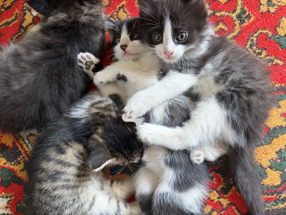 Котенки в добрые руки