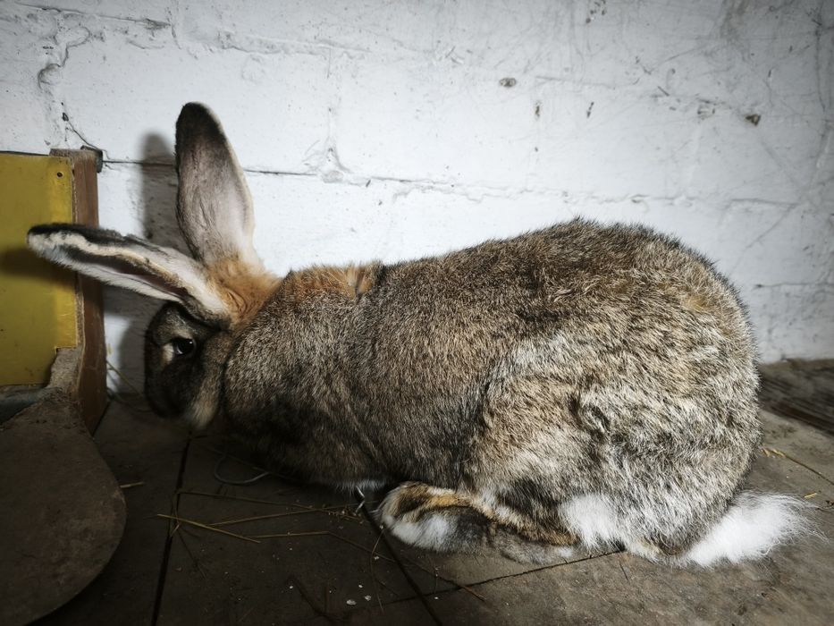 Продам кроликов.