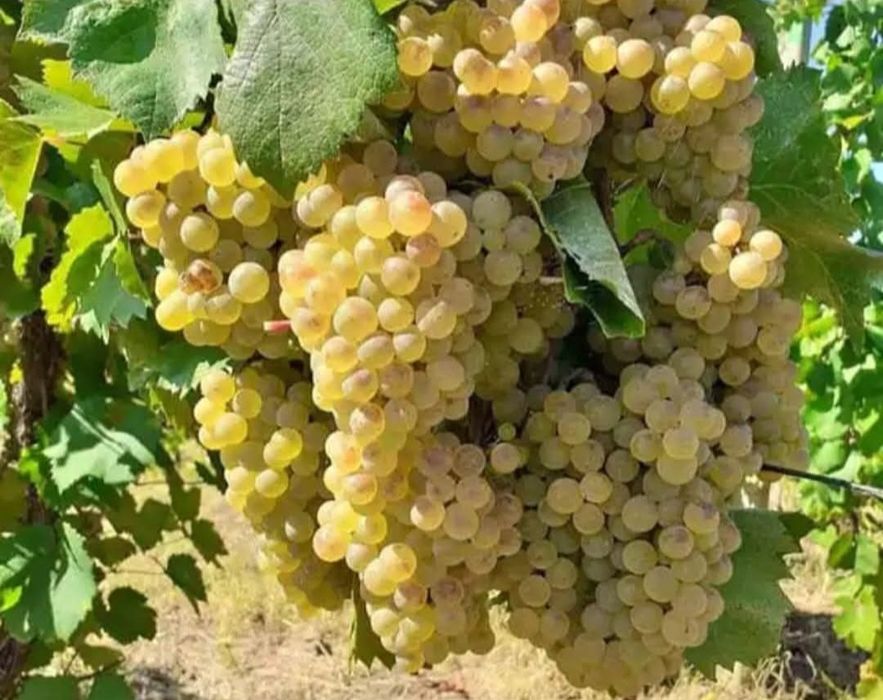 Struguri de vin producție 2025