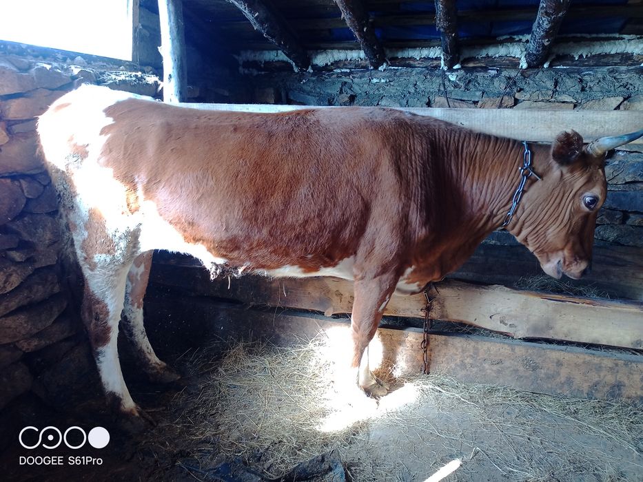 Продам быка и корову