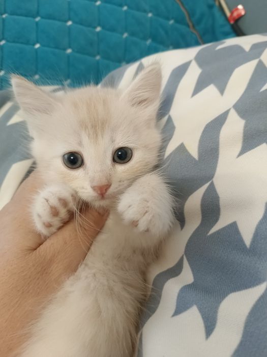 Отдам даром котенка