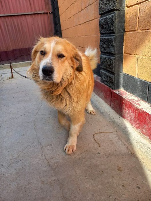 Кавказский овчарка