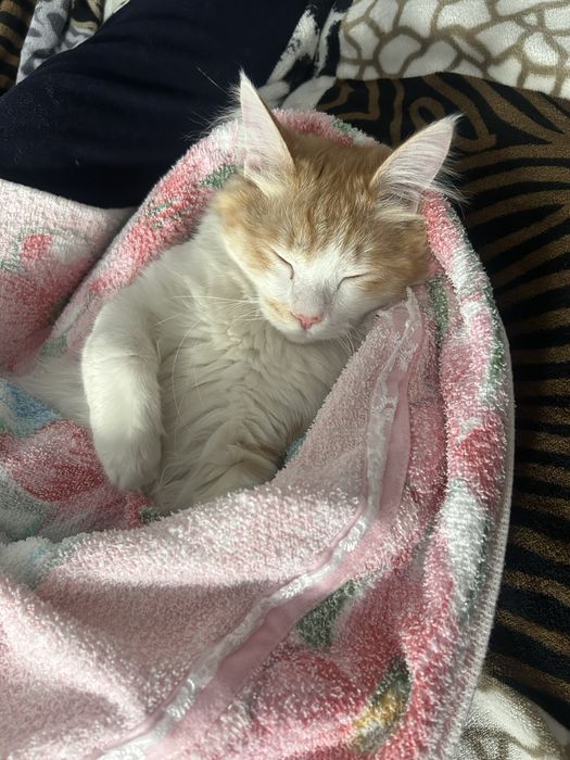 Отдам кота в добрые руки. 6 месяцев