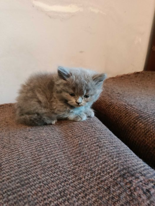 Британска котка