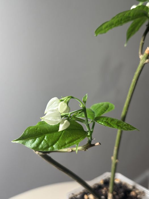 Продам комнатные растения