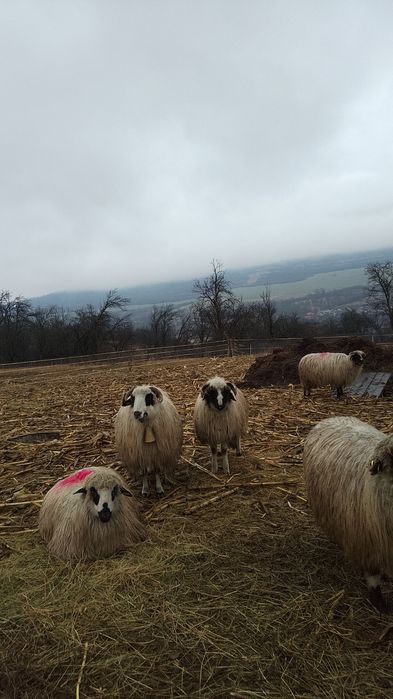 Vând berbecuț brez sau schimb cu oi