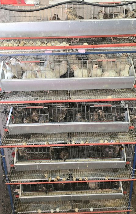 Prepelite de carne ori oua