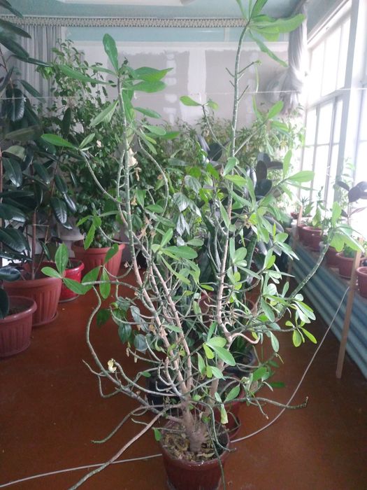 Табий шароитда котта килинган хонаки гуллар.  Офис ва хонадонлар учун