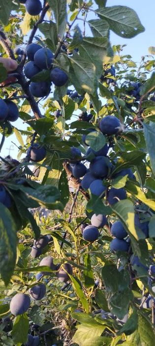 Дача в СТ "Ёлочка"