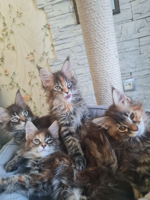 Мейн-кун котята чистопородные