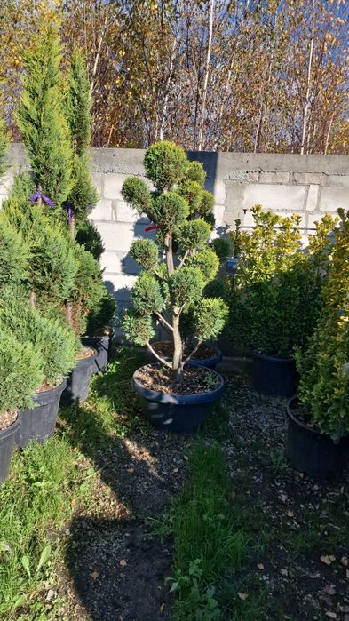Pon Pon Plante Ornamentale