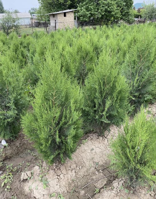 Саженцы Шымкент декоративных видов