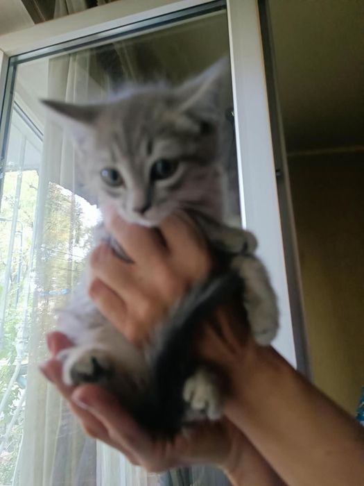 Ласковые котята ищут доброго человека!