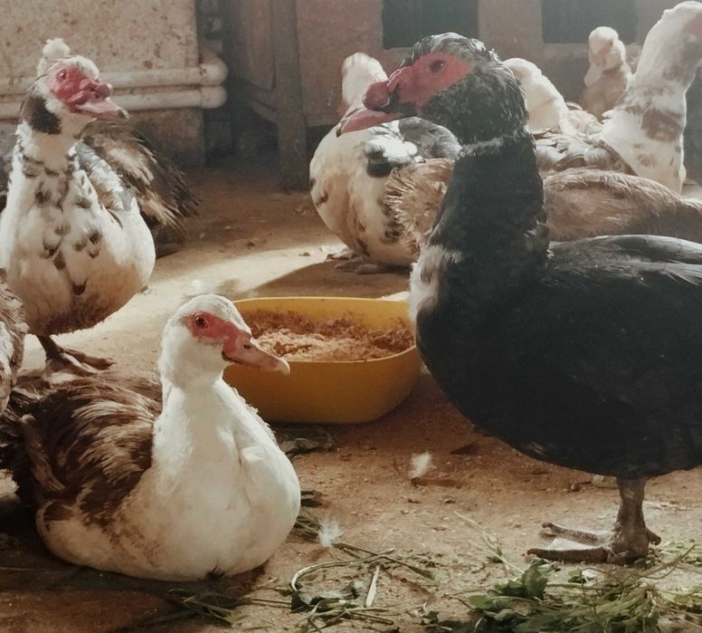 Продам утку (индоутка)