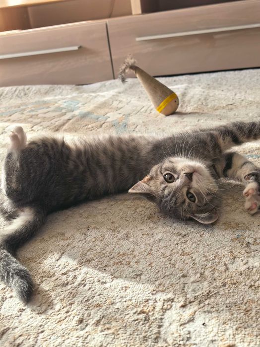 Отдам котенка бесплатно