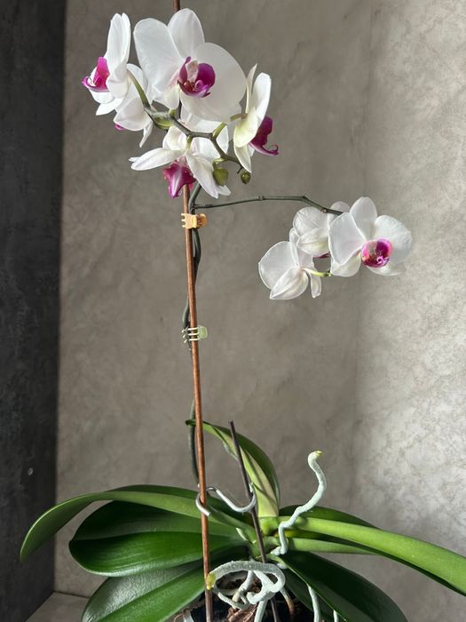 Орхидеи,Цветы Домашние