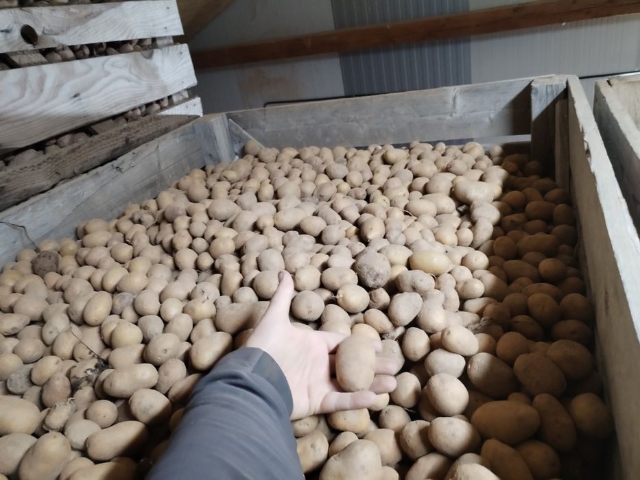 Cartofi nesortati animale porci