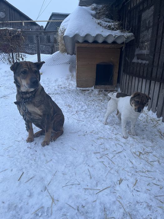 Отдам щенка в добрые руки