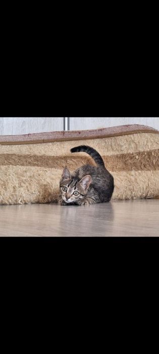 Отдам котят 5 месяцев в добрые руки
