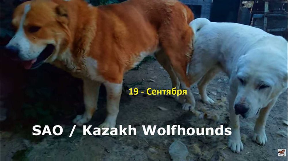 Кобель.. Для Вязки.. Төбет. САО
