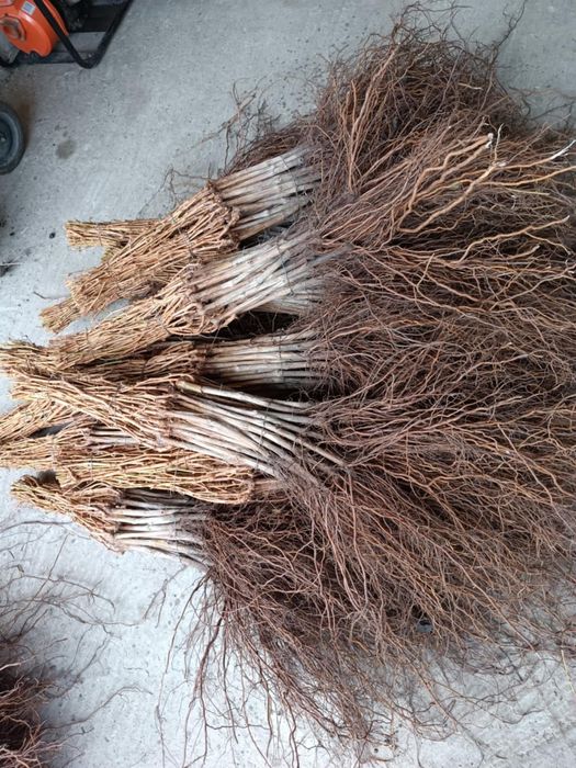 Butasi altoiti si hibrizi