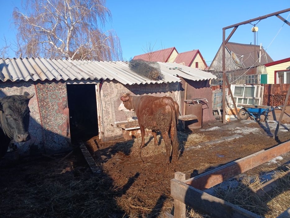 Продам корову с теленком