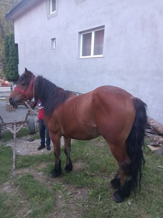 Vand armasar mai multe detali la numaru de telefon