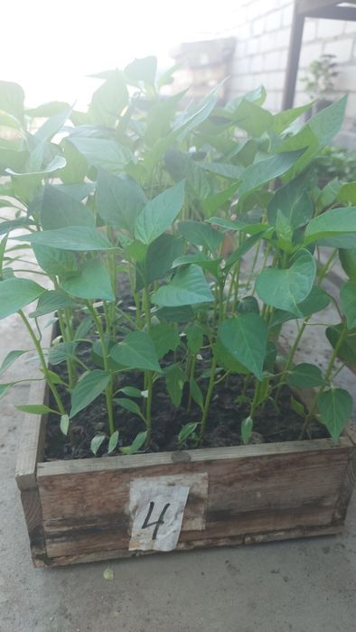 Рассада качественная продам